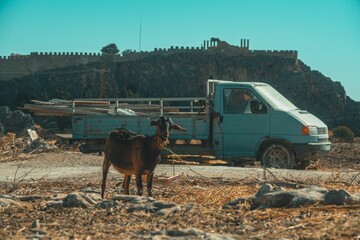 Canvas Print - Domestic brown goat in the wild with an old truck in the background