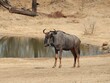 Blue wildebeest standing by the pond