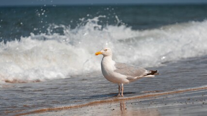 Wall Mural - European herring gull on the beach by splash sea waves