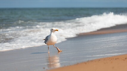 Wall Mural - European herring gull on the beach by splash sea waves with sunlight