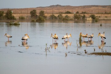 Canvas Print - Flock of herons standing in the water in the river in Egypt