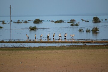 Canvas Print - Flock of herons standing in the water in the river in Egypt