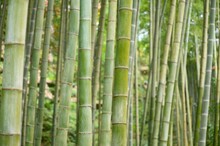 Closeup Shot Of Green Bamboo Plants In A Forest On A Summer Day, Kyoto, Japan