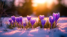 Spring Landscape With First Flowers Purple Crocuses On The Snow In Nature In The Rays Of Sunlight
