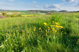 Fototapeta Kuchnia - kwiaty mniszka lekarskiego wśród zielonej trawy, w tle pola, łąki, las i pagórki a nag nimi błękitne niebo z obłokami