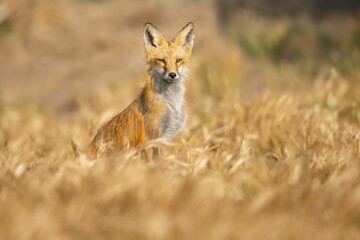 Sticker - Closeup of a red fox in the meadow. Vulpes vulpes.