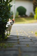 Poster - Cat with brown eyes walking in street