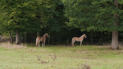 Wall Mural - Beautiful view of Haflinger horses in the field.