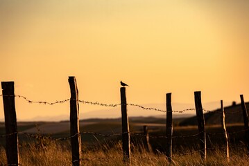 Wall Mural - Wooden fence poles on grass field with green hills and sunset sky on the horizon