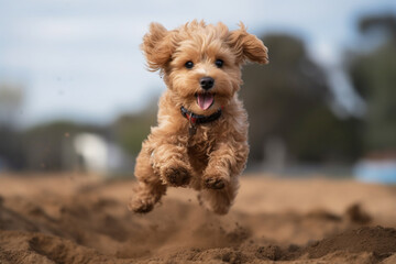 Maltipu puppy - red poodle and Maltese mix - happy jumping outdoor, AI generated