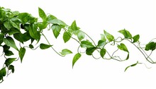 Twisted Jungle Vines Liana Plant With Heart Shaped Young Green Leaves Isolated On White Background