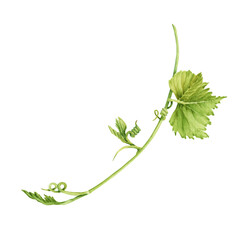 Grape vine with leaves isolated on transparent background. Hand drawn watercolor illustration perfect for any designs or printables