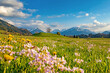 Allgäu - Frühling - Oberstdorf - Berge - Alpen - Blumen