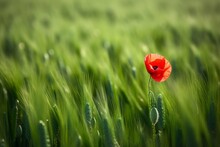 Single Red Poppy Flower On Green Cereal Field In Spring, Generative Ai