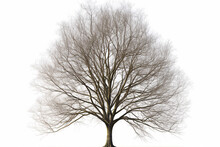 Isolated Tree Without Leaves On Transparent Background. Generative Ai