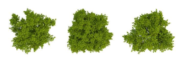 Wall Mural - Set of green trees on top view isolated on transparent background, 2d plants, 3d render illustration.