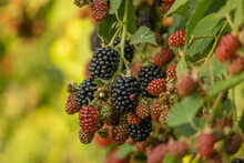 Bunches Of Ripe Black And Red And Green Unripe Blackberries Growing In Wild Nature, Dewberry Grow On A Bush On A Summer Day. Blackberry. Healthy Berries Outdoors, Close-up