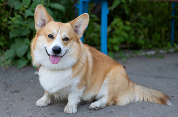 Wall Mural - welsh corgi pembroke sitting on the street