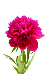 Wall Mural - red peony flower isolated