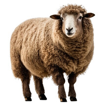Brown Sheep Isolated On White