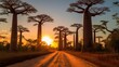 Leinwandbild Motiv Avenue of the Baobabs Madagascar at sunset - made with Generative AI tools