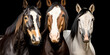 Portrait of 3 horses of different colors - AI Generative