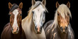 Portrait of 3 horses of different colors - AI Generative