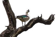 Canard à Bosse,.Sarkidiornis Melanotos, Knob Billed Duck