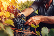 Leinwandbild Motiv Farmer male hands picking grape, grapes harvest. Generative AI