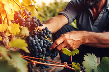 Farmer Male Hands Picking Grape, Grapes Harvest. Generative AI