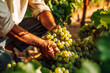 Farmer male hands picking grape, grapes harvest. Generative AI