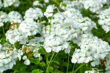 White Geranium Bloomed In Spring.
