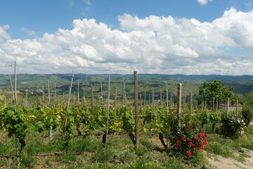 Wall Mural - Panorama delle Langhe dal Belvedere de La Morra in provincia di Cuneo, Piemonte, Italia.