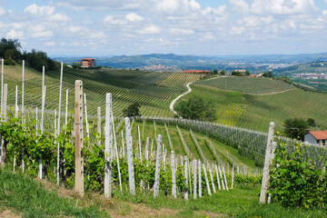 Wall Mural - Panorama delle Langhe dal Belvedere de La Morra in provincia di Cuneo, Piemonte, Italia.