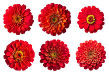 Assorted Red Zinnia Flower Heads On Transparent PNG Background. Created With Generative AI.	