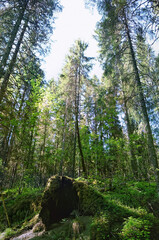 Wall Mural - Green plants and fir trees in summer forest, abstract natural green background. forest scenery. harmony, idyllic landscape. Magical, Fairytale woodland. wildlife, travel concept. Northern forest.