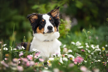 Poster - border collie puppy lying down on grass and bellis flowers in summer