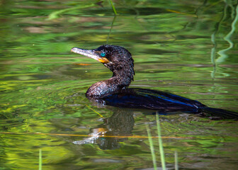 Wall Mural - Neotropic Cormorant enjoying a swim on a spring day along the Shadow Creek Ranch Nature Trail in Pearland, Texas