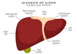 Human liver diagram anatomy. Right bare area , triangular ligament, diaphragmatic surface, left lobe, falciform, ligament, gall bladder. Labelled parts. Medical science. Illustration vector