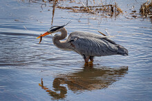 A Great Blue Heron Wades In A Pond Fishing For A Meal