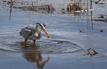 Wall Mural - a great blue heron wades in a pond fishing for a meal