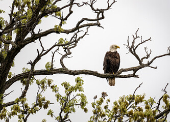 Canvas Print - a bald eagle perched on a tree branch with a bright white sky in the background