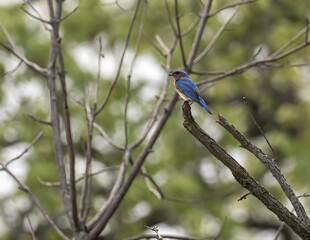 Wall Mural - a beautiful eastern bluebird is perched on a branch during early spring migration