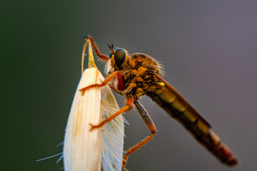 Wall Mural - Macro shot of a robber fly in the garden