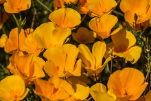 A Close-up Of Yellow And Orange Mexican Poppy Blooms In Direct Sunlight.