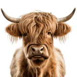 Fototapeta Zwierzęta - Highland Cattle Face on Transparent Background. AI