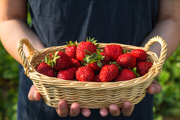 Wall Mural - Organic berries. Fresh organic strawberries in a wicker basket in farmers hands. agriculture or harvest concept