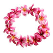 Pink Frangipani flower lei from Hawaii on transparent background. AI