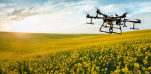 A Drone Sprays A Yellow Field Of Rapeseed From Pests In A Cloudy Sky, Application Of Zzr By Drones - Point Application To Increase Yield