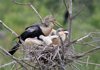 Sticker - Anhinga (Anhinga anhinga) female with chicks in the nest, High Island, Texas, USA.